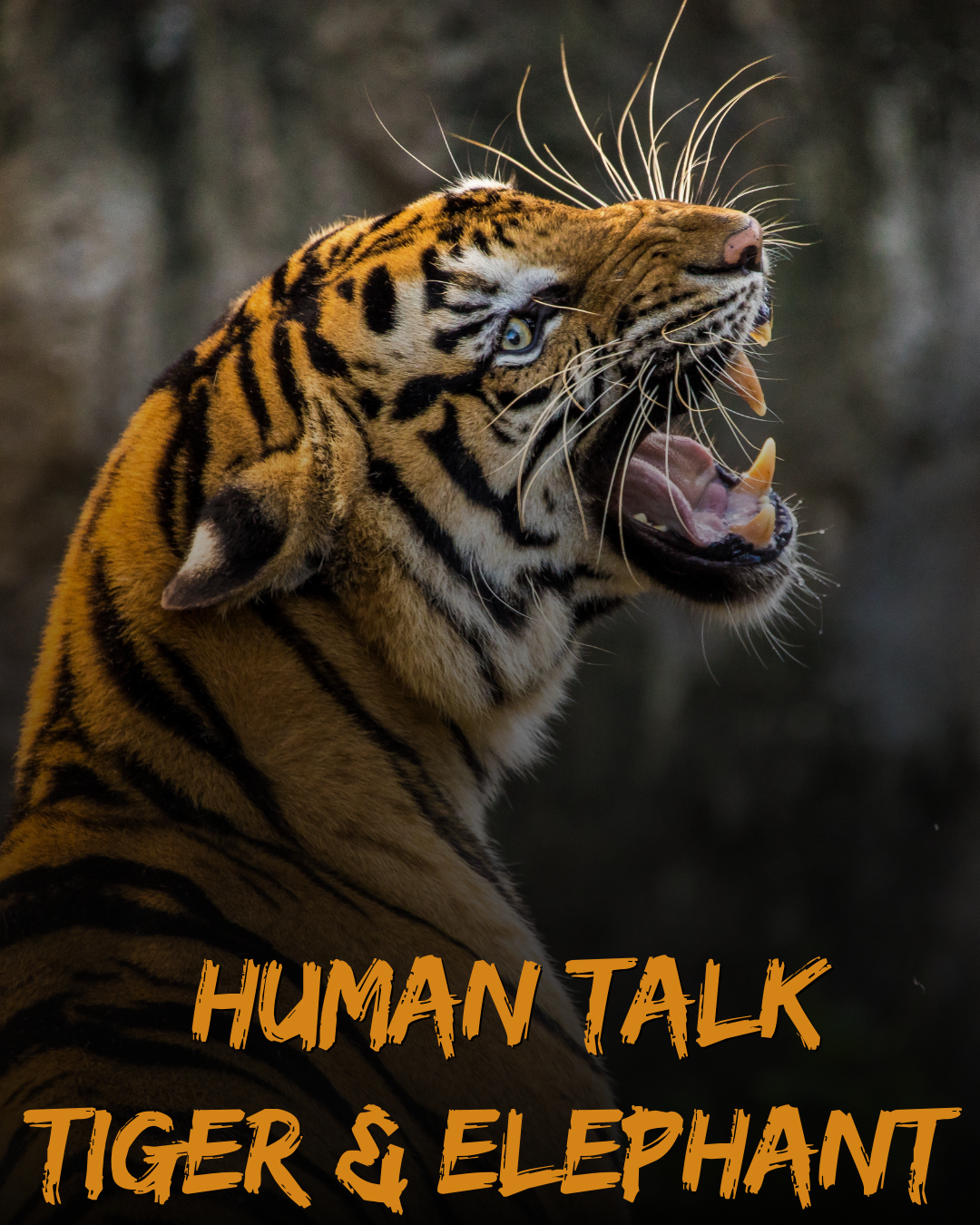 Human talk - Tiger and Elephant